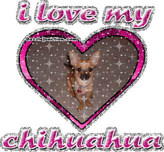chihuahua.gif